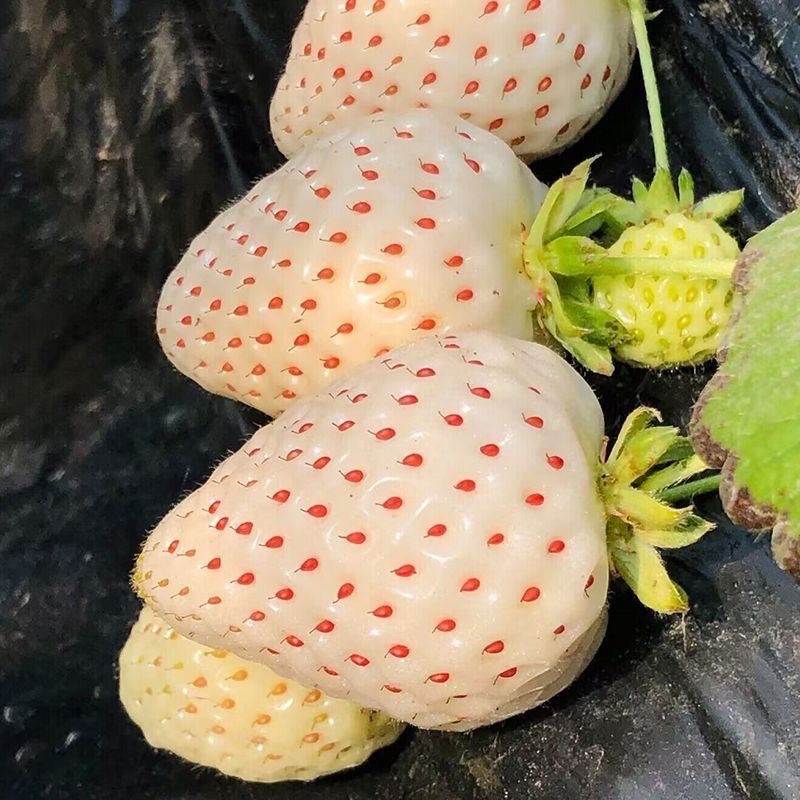 新品白雪公主草莓苗室内盆栽地栽四季种植白草莓