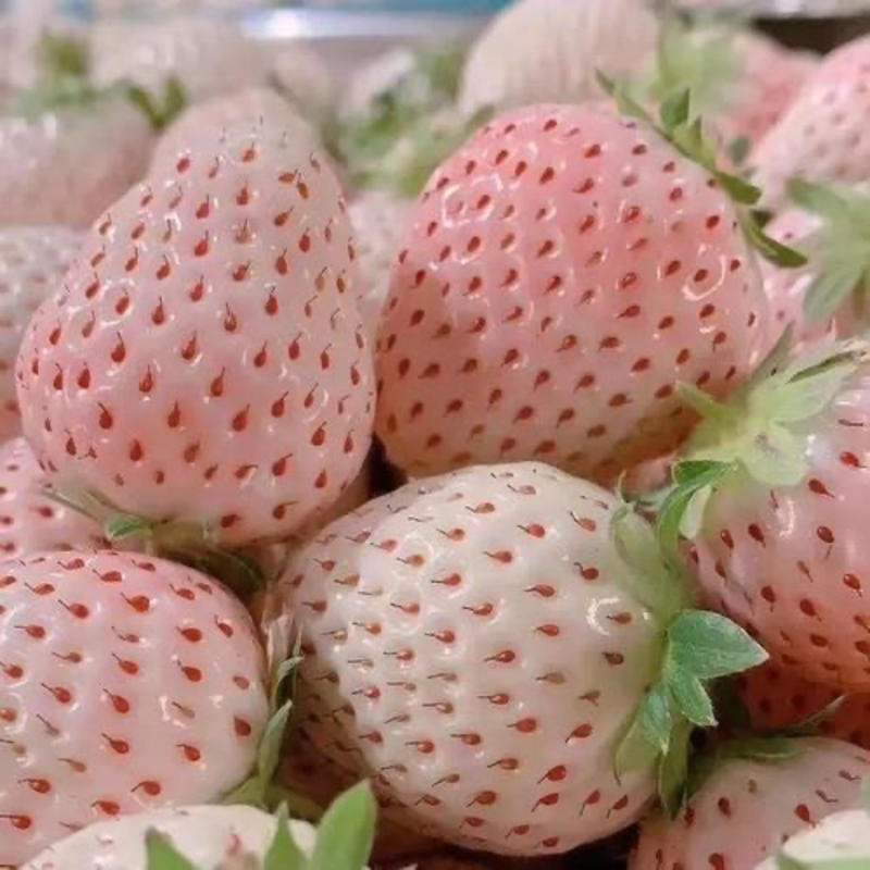 新品白雪公主草莓苗室内盆栽地栽四季种植白草莓