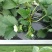 新品白雪公主草莓苗室内盆栽地栽四季种植白草莓