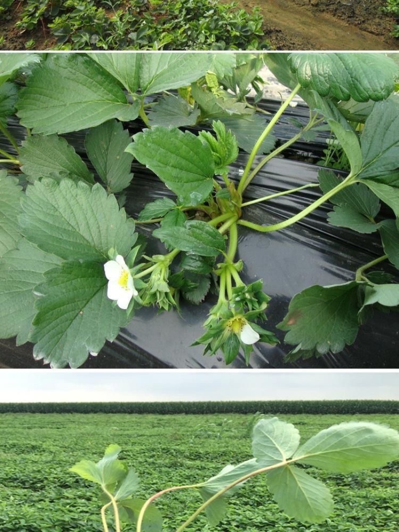 新品白雪公主草莓苗室内盆栽地栽四季种植白草莓