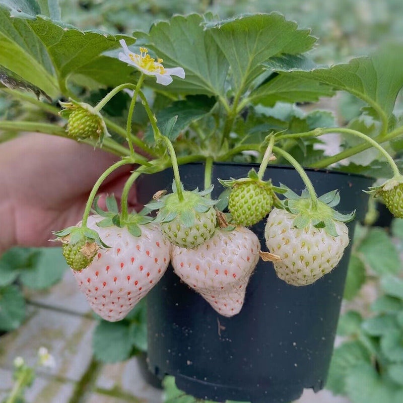 新品白雪公主草莓苗室内盆栽地栽四季种植白草莓