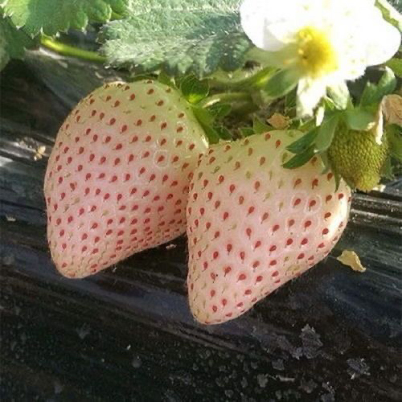 新品白雪公主草莓苗室内盆栽地栽四季种植白草莓