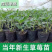 新品白雪公主草莓苗室内盆栽地栽四季种植白草莓