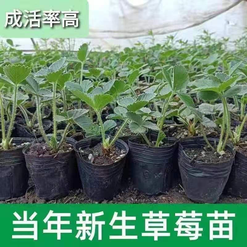 新品白雪公主草莓苗室内盆栽地栽四季种植白草莓