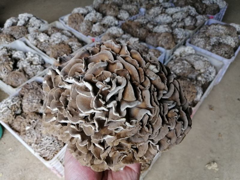 庆元灰树花栗蘑防抗癌食用菌干货基地种植直供