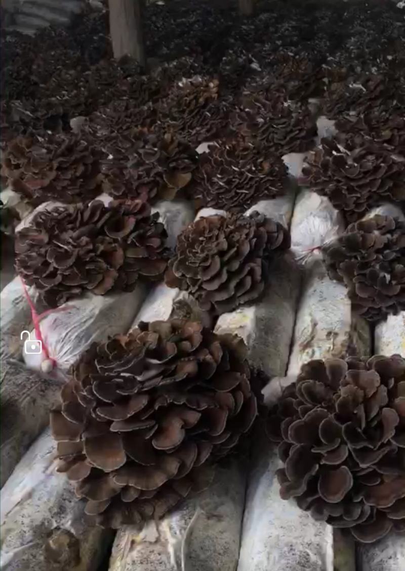 庆元灰树花栗蘑防抗癌食用菌干货基地种植直供