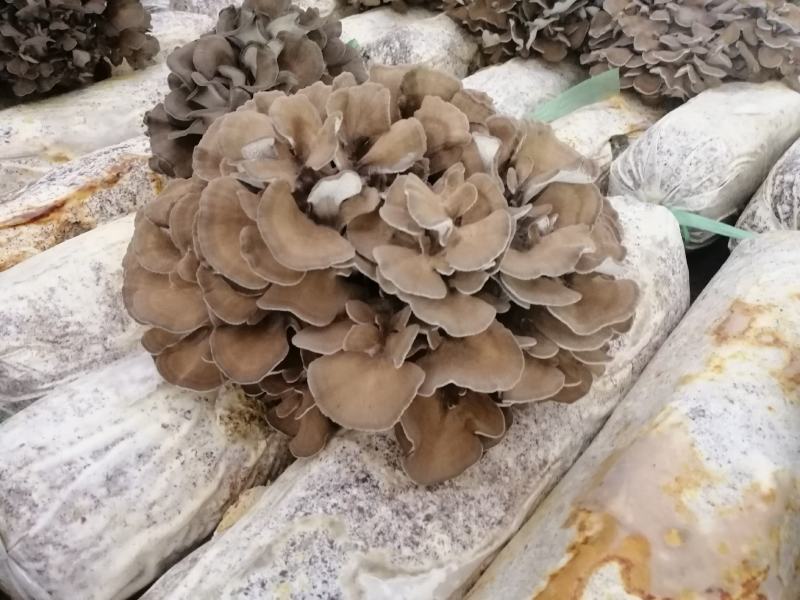 庆元灰树花栗蘑防抗癌食用菌干货基地种植直供
