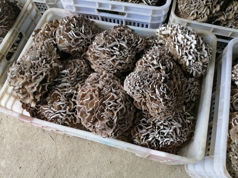 庆元灰树花栗蘑防抗癌食用菌干货基地种植直供