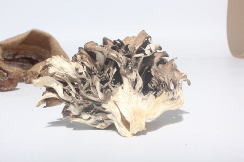 庆元灰树花栗蘑防抗癌食用菌干货基地种植直供