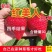 四季草莓苗奶油桃熏黑珍珠草莓露天阳台种植