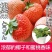 四季草莓苗奶油桃熏黑珍珠草莓露天阳台种植