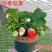 四季草莓苗奶油桃熏黑珍珠草莓露天阳台种植