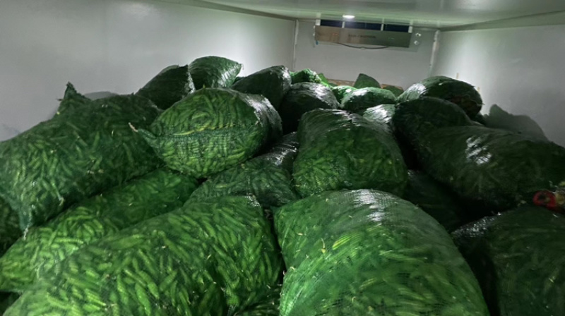 四川白豌豆精品大白豌豆管青豌豆粒粒饱满商超：四川堂诚农业