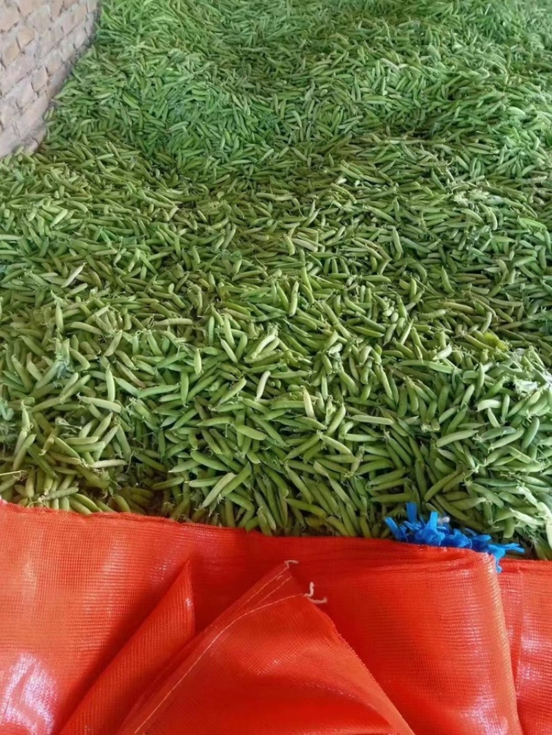 四川白豌豆精品大白豌豆管青豌豆粒粒饱满商超：四川堂诚农业