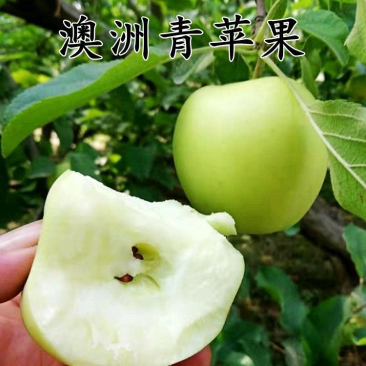 嫁接正宗澳洲青苹果树苗清脆青皮耐寒抗旱