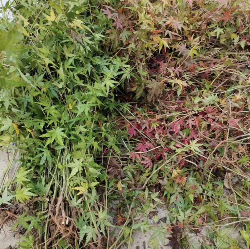 红榉树，红榉树苗/榉树/可视屏看货，支持线上交易