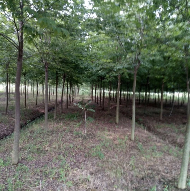 红榉树，红榉树苗/榉树/可视屏看货，支持线上交易