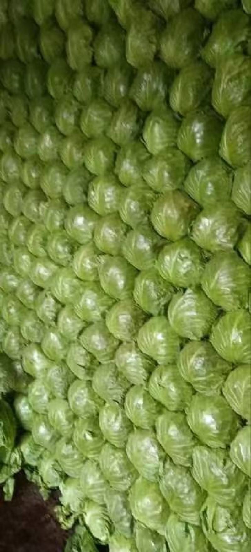 甘蓝圆包菜江苏产地直发保质保量代发全国