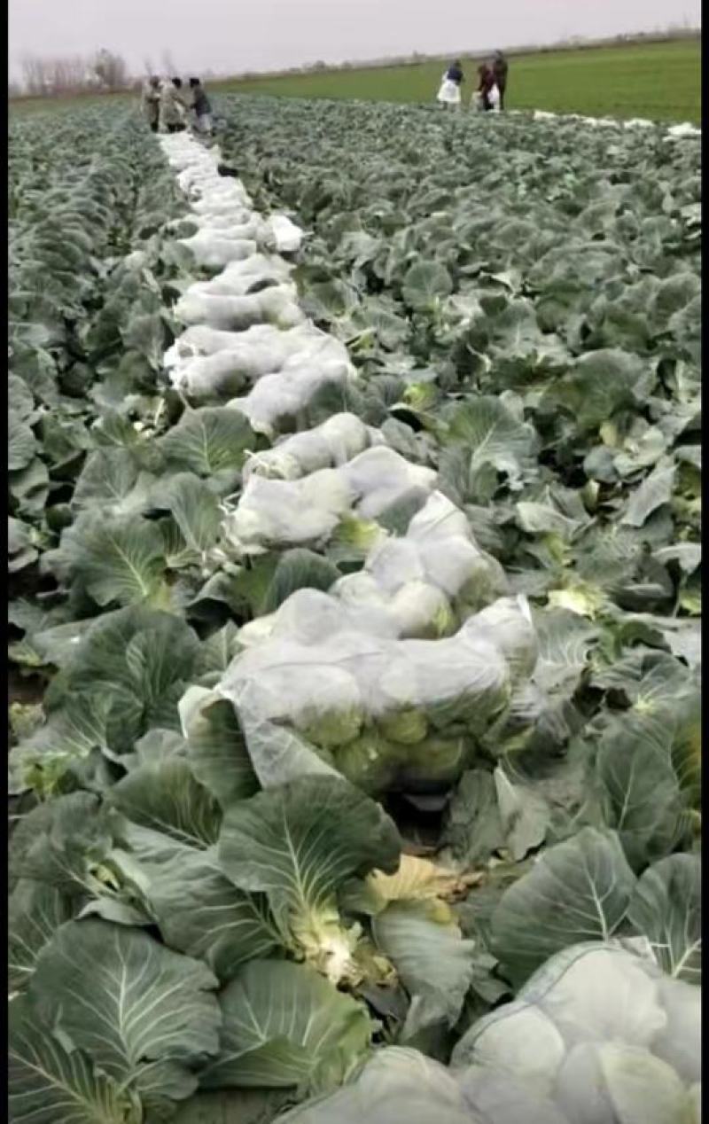 甘蓝圆包菜江苏产地直发保质保量代发全国