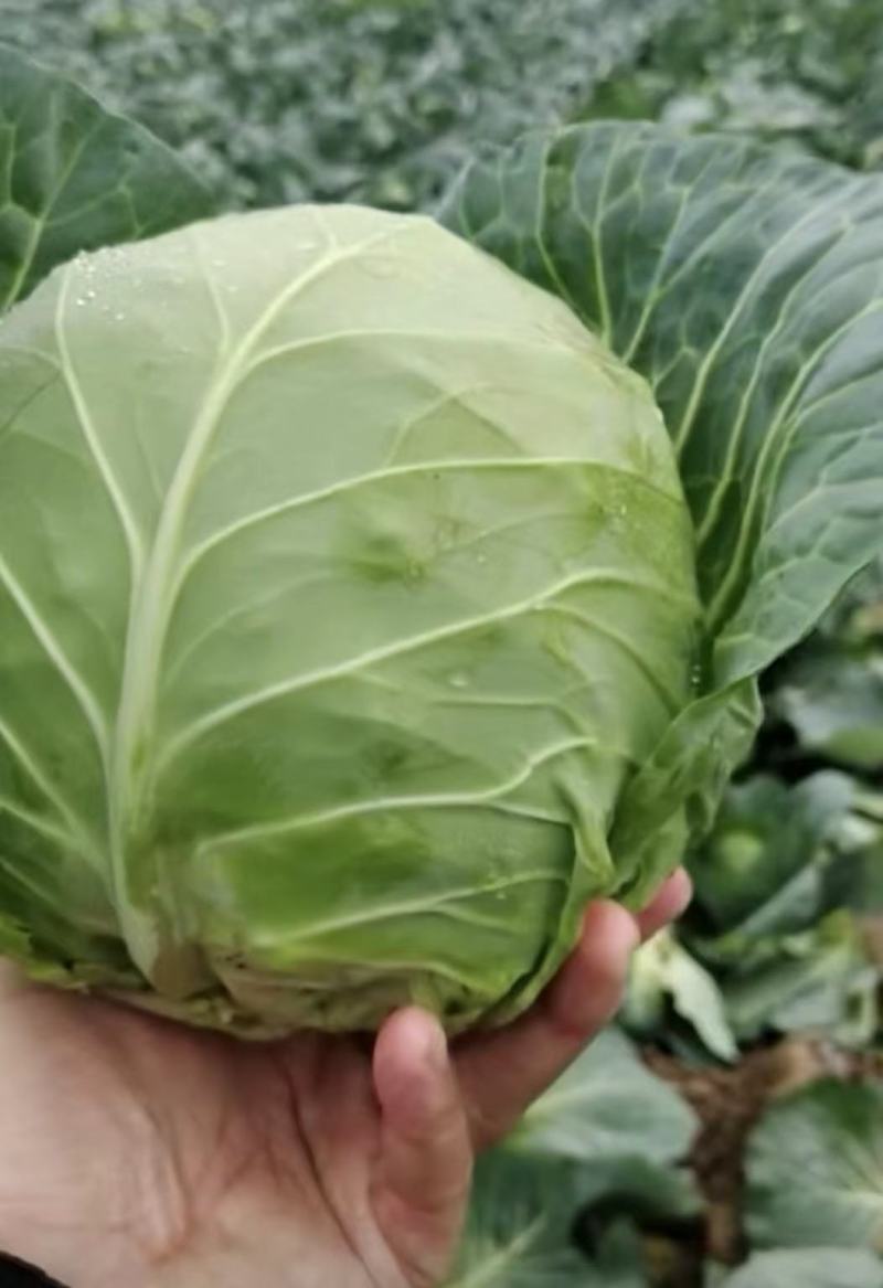 甘蓝圆包菜江苏产地直发保质保量代发全国