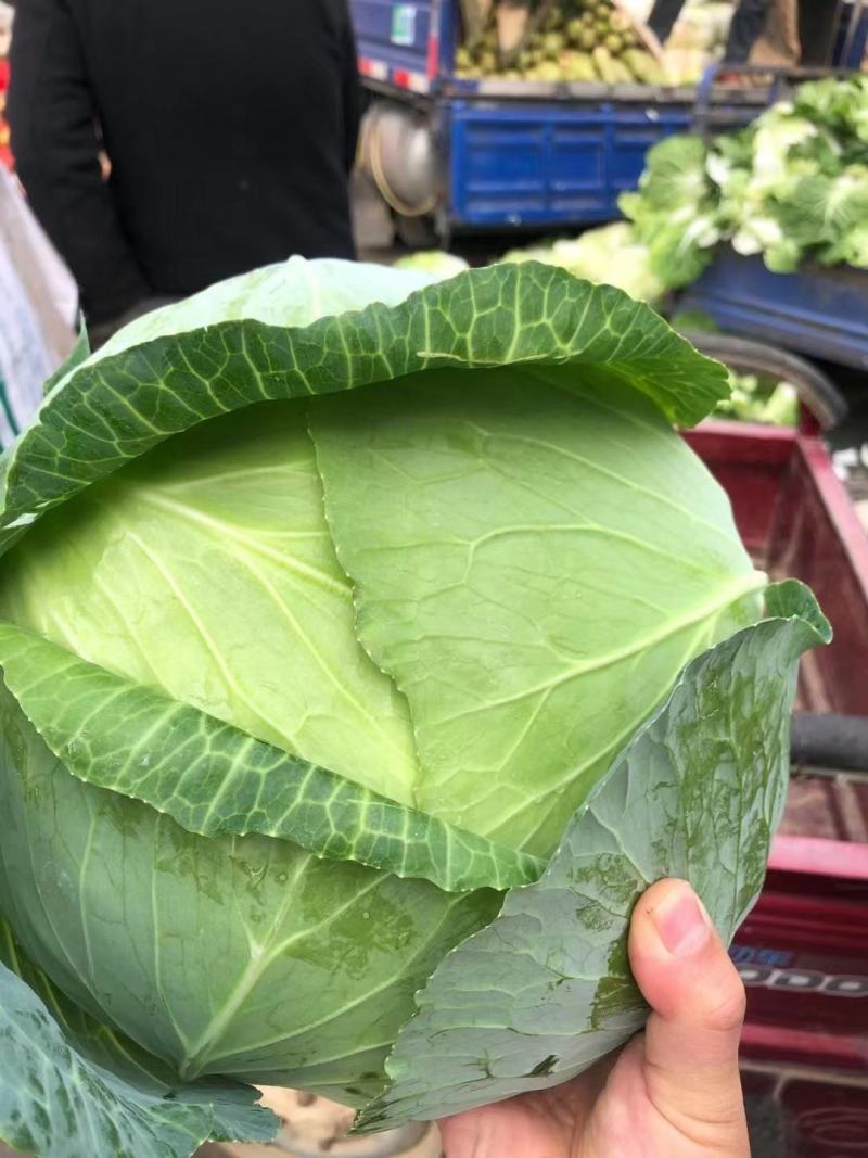 甘蓝圆包菜江苏产地直发保质保量代发全国