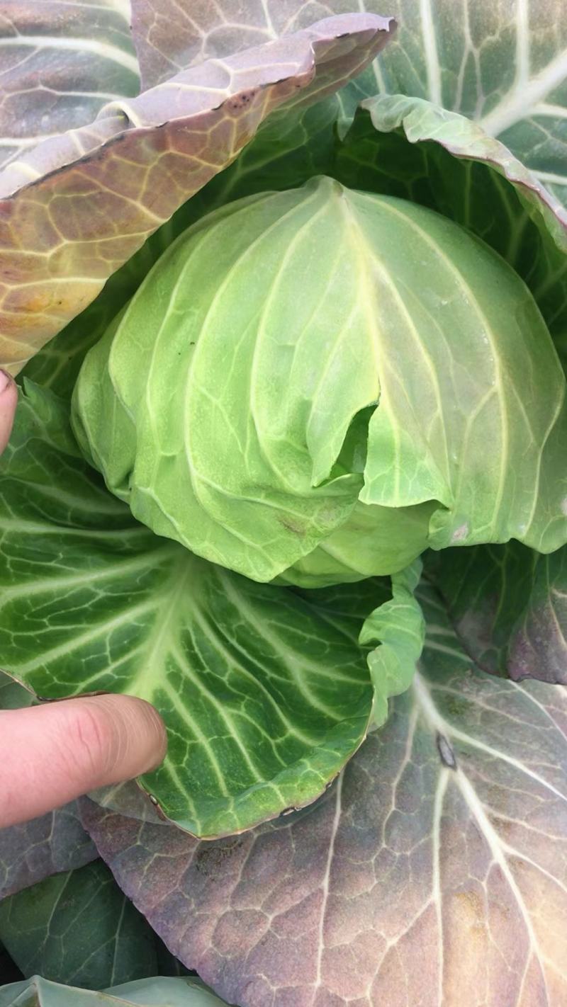 甘蓝圆包菜江苏产地直发保质保量代发全国