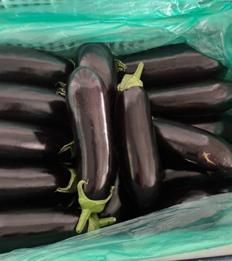 茄子烧烤茄子产地直发保质保量代发全国