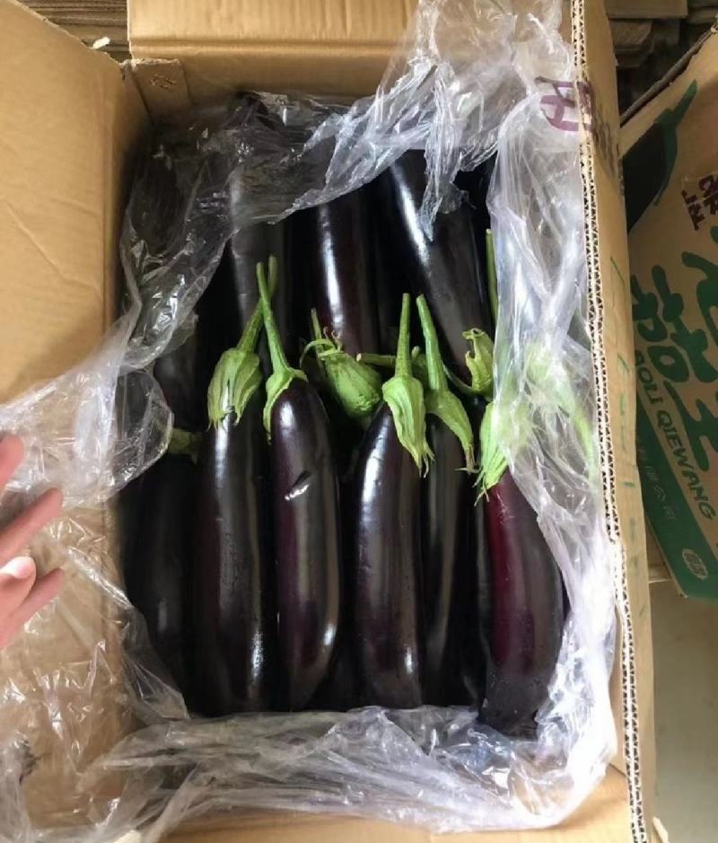 茄子烧烤茄子产地直发保质保量代发全国
