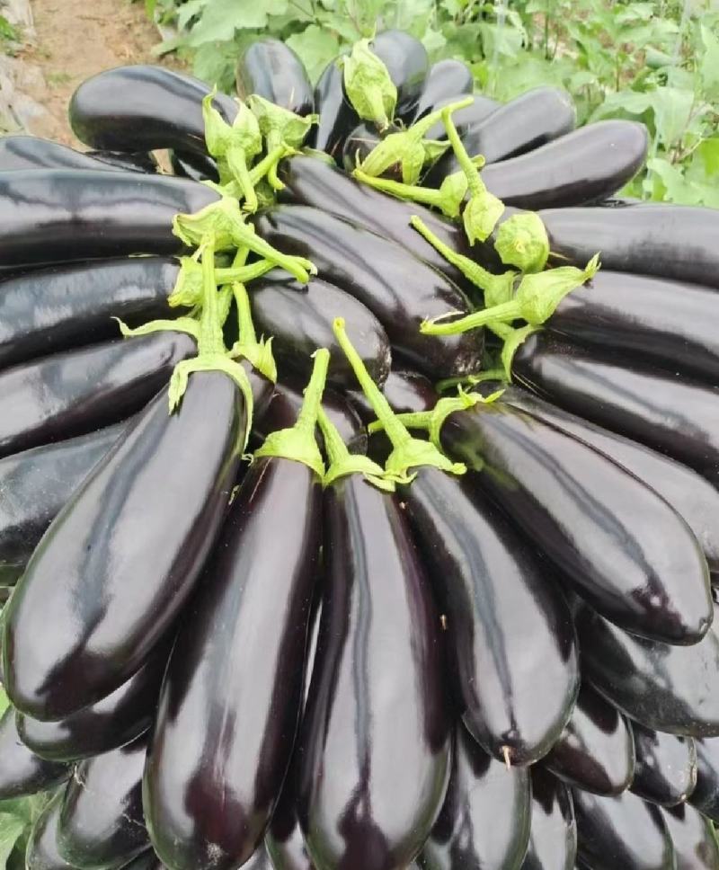 茄子烧烤茄子产地直发保质保量代发全国