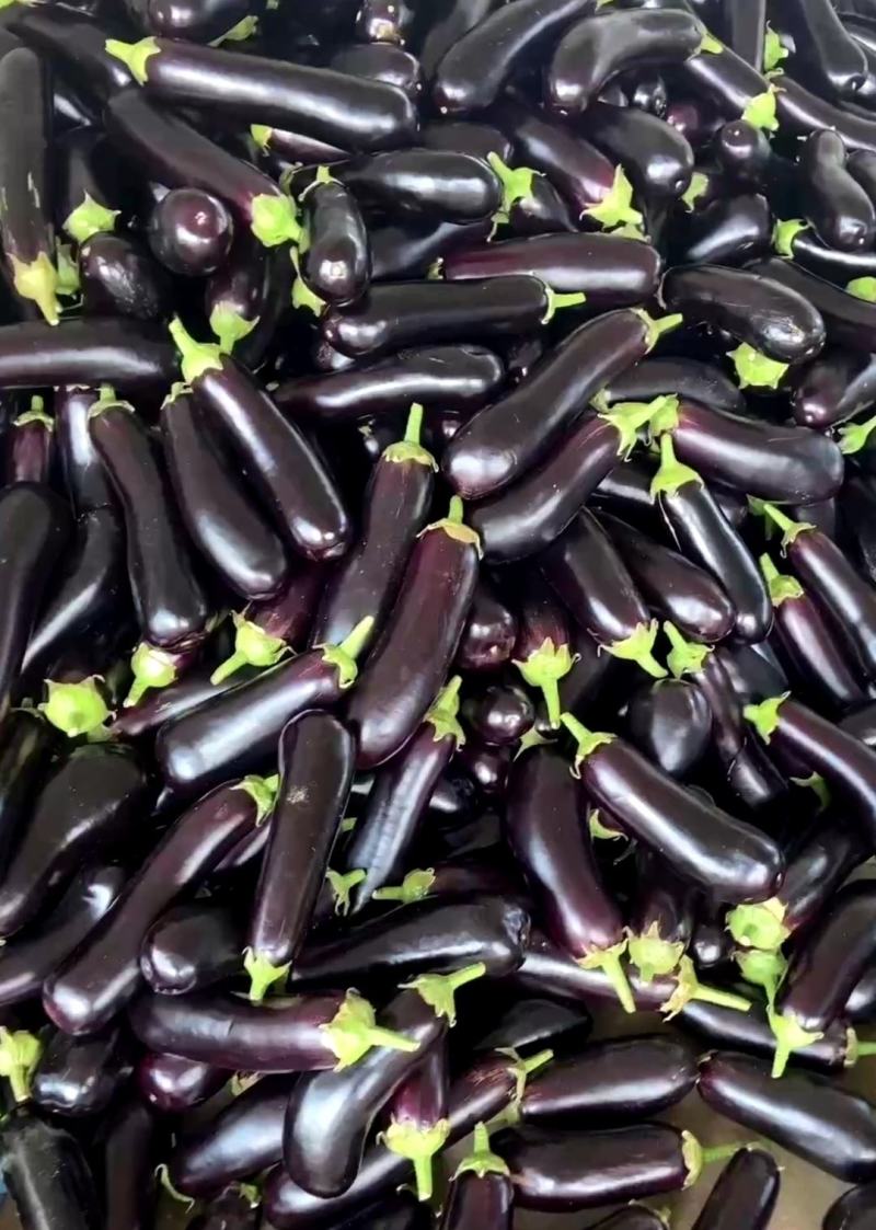 茄子烧烤茄子产地直发保质保量代发全国