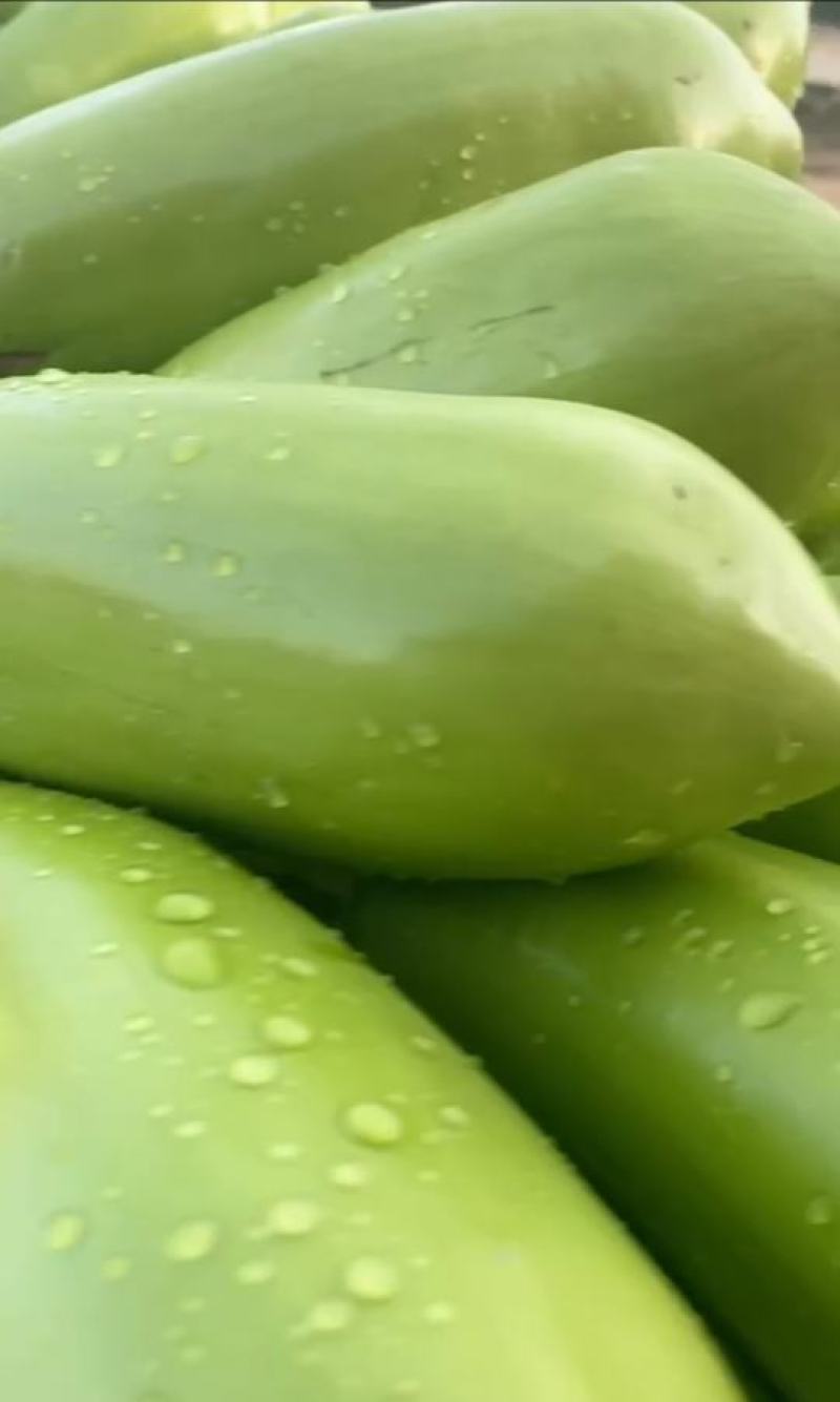 青茄精品青茄子产地直发保质保量代发全国