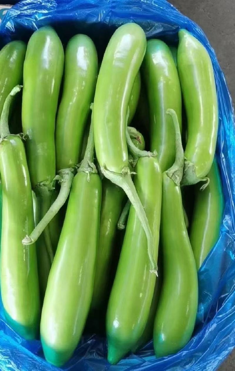 青茄精品青茄子产地直发保质保量代发全国