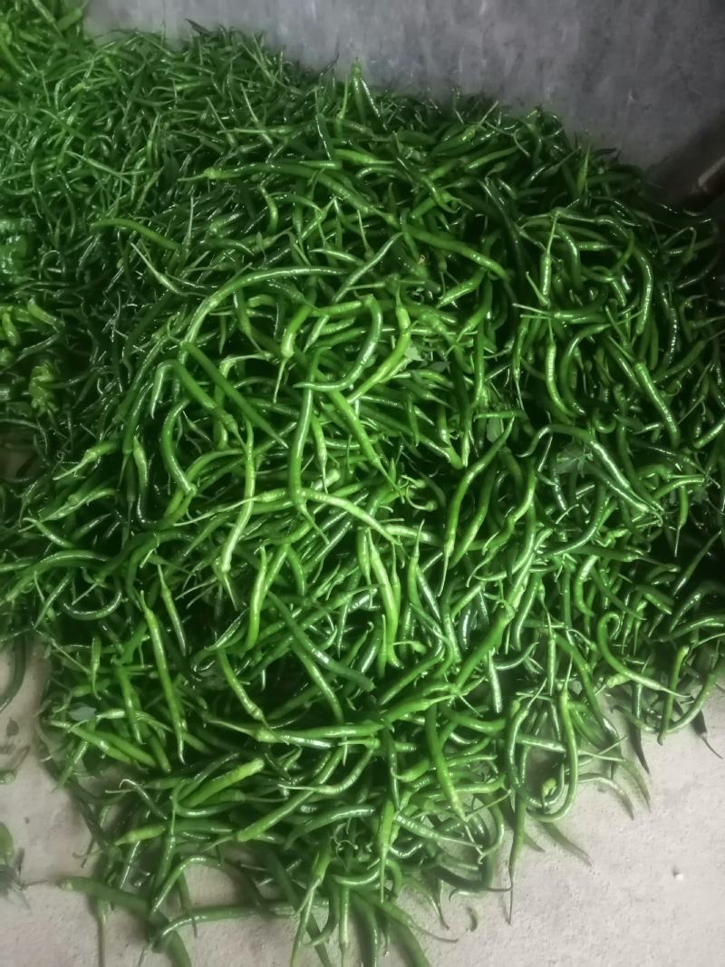 鲜辣椒，产地直发，价格实惠！欢迎各地采购商实地考察