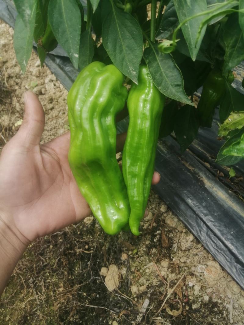 鲜辣椒，产地直发，价格实惠！欢迎各地采购商实地考察