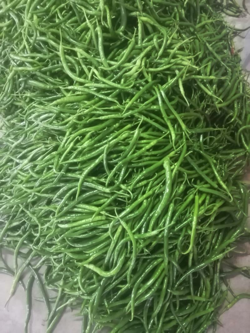 鲜辣椒，产地直发，价格实惠！欢迎各地采购商实地考察