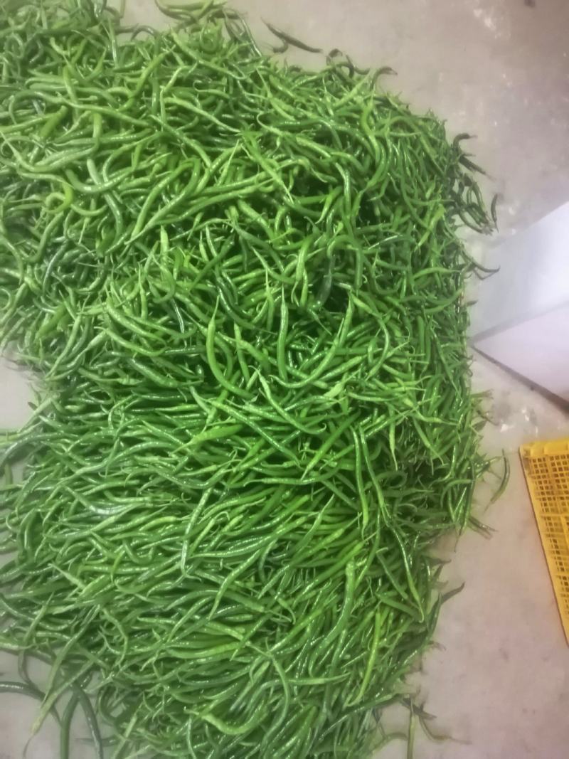 鲜辣椒，产地直发，价格实惠！欢迎各地采购商实地考察