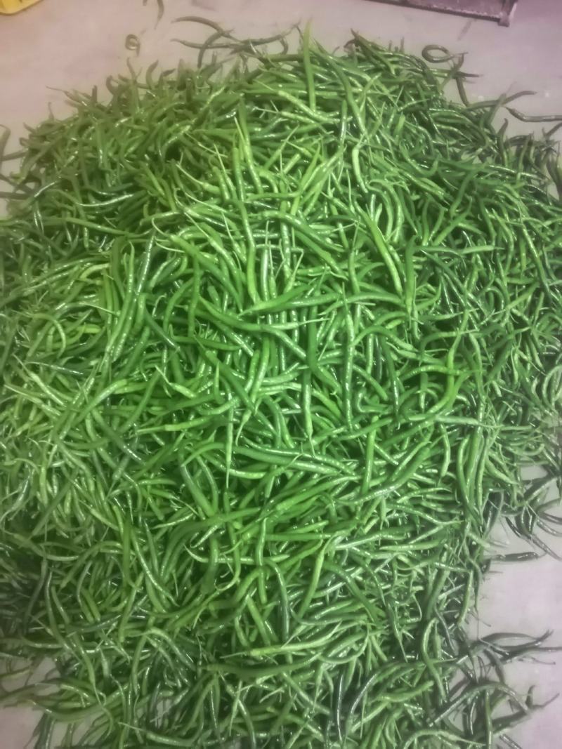 鲜辣椒，产地直发，价格实惠！欢迎各地采购商实地考察
