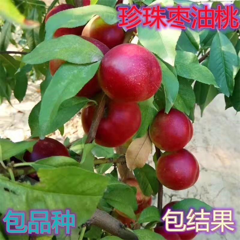 新品种桃树嫁接苗南方北方种植珍珠枣油桃苗