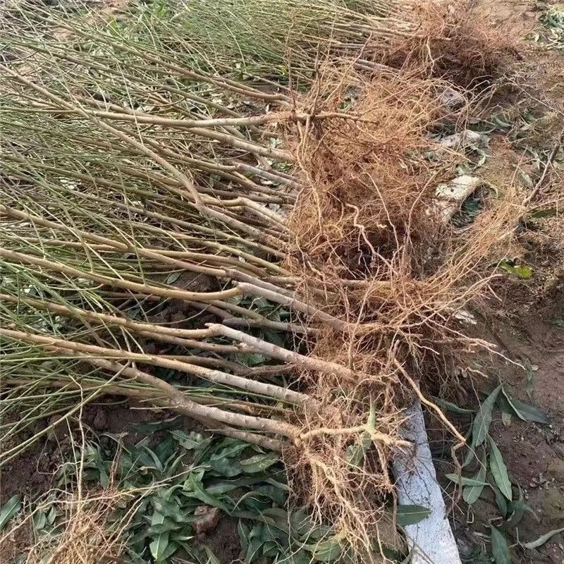 新品种桃树嫁接苗南方北方种植珍珠枣油桃苗