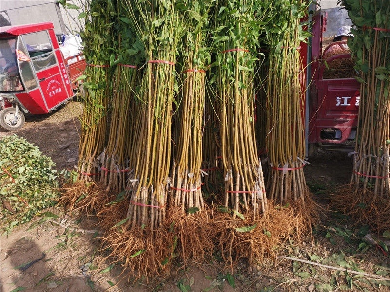 新品种桃树嫁接苗南方北方种植珍珠枣油桃苗
