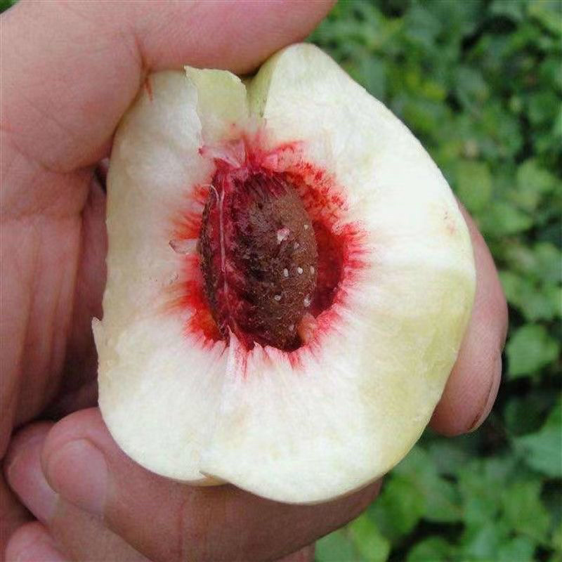 新品种桃树嫁接苗南方北方种植珍珠枣油桃苗