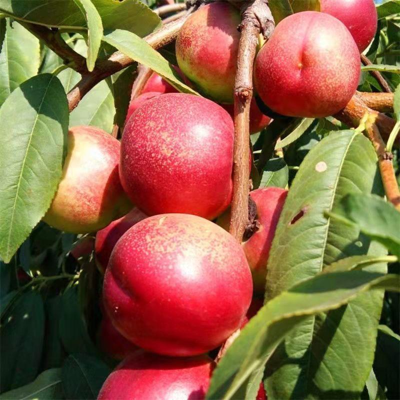 新品种桃树嫁接苗南方北方种植珍珠枣油桃苗