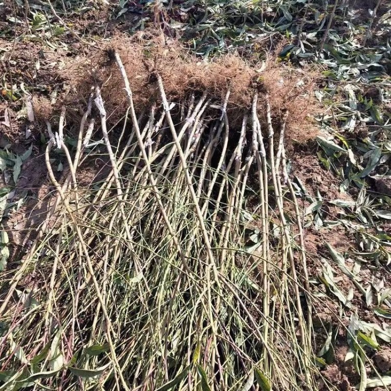 新品种桃树嫁接苗南方北方种植珍珠枣油桃苗
