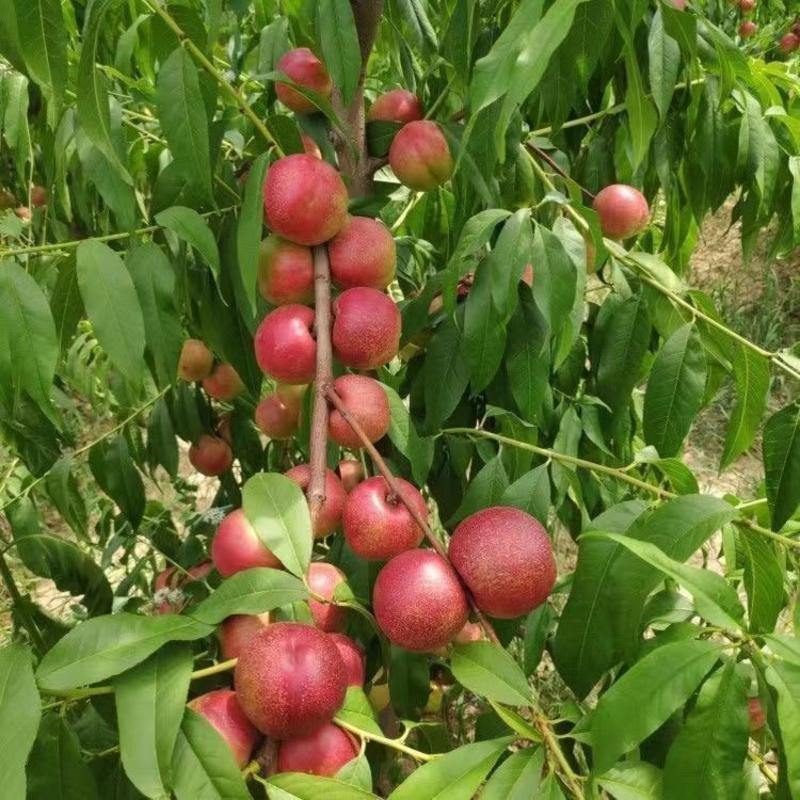 新品种桃树嫁接苗南方北方种植珍珠枣油桃苗