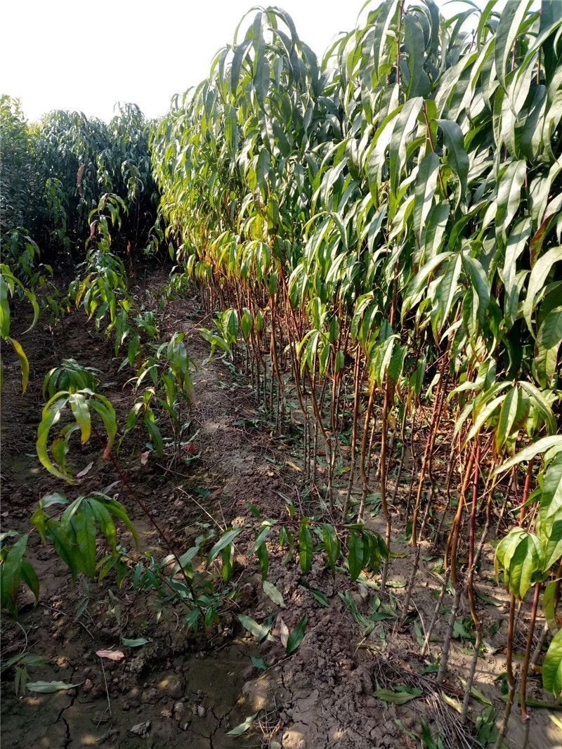 新品种桃树嫁接苗南方北方种植珍珠枣油桃苗