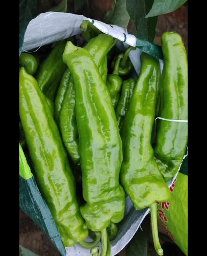 辣椒小皱皮辣椒五号薄皮辣椒厚皮辣椒线椒品类齐全