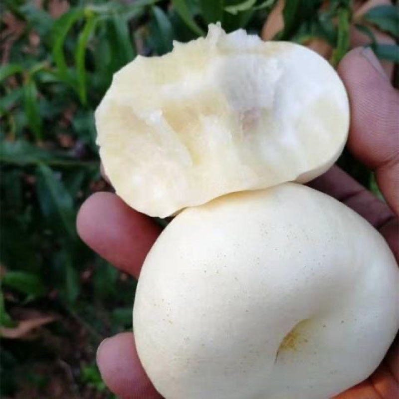 新品种嫁接桃树苗奶油白蟠桃树苗白玉蟠桃苗