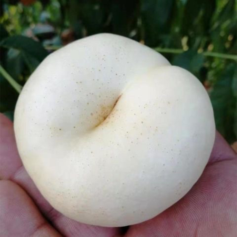 新品种嫁接桃树苗奶油白蟠桃树苗白玉蟠桃苗