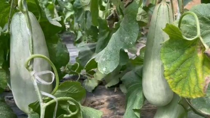 甜瓜博洋甜瓜江苏产地直发品类齐全