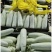 甜瓜博洋甜瓜江苏产地直发品类齐全